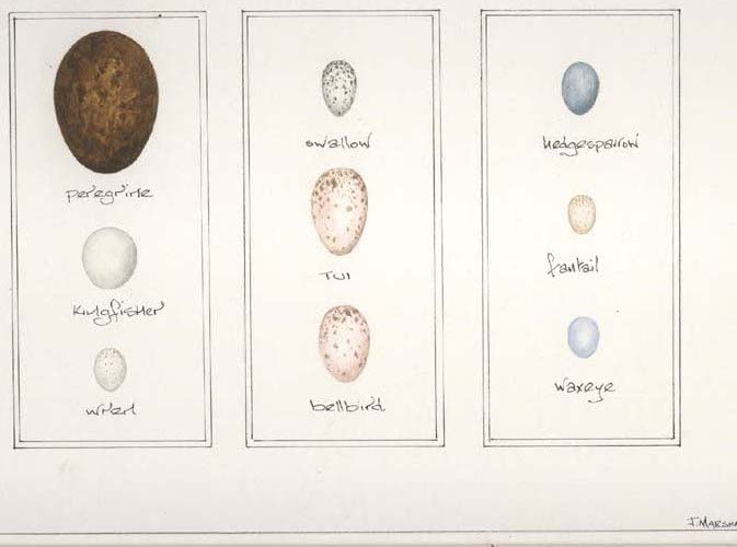 print eggs3.jpg